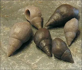 Enterprise Tackle Imitation Snails