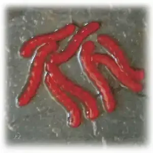Enterprise Tackle Artificial Bloodworm