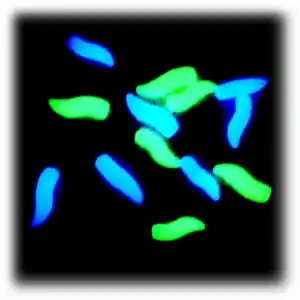 Enterprise Tackle Niteglow Grubs