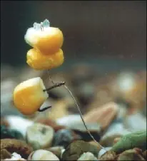 Enterprise Tackle PopUp Maize