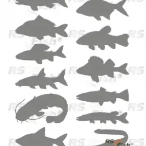 Aufklebern Fische - farbe silber