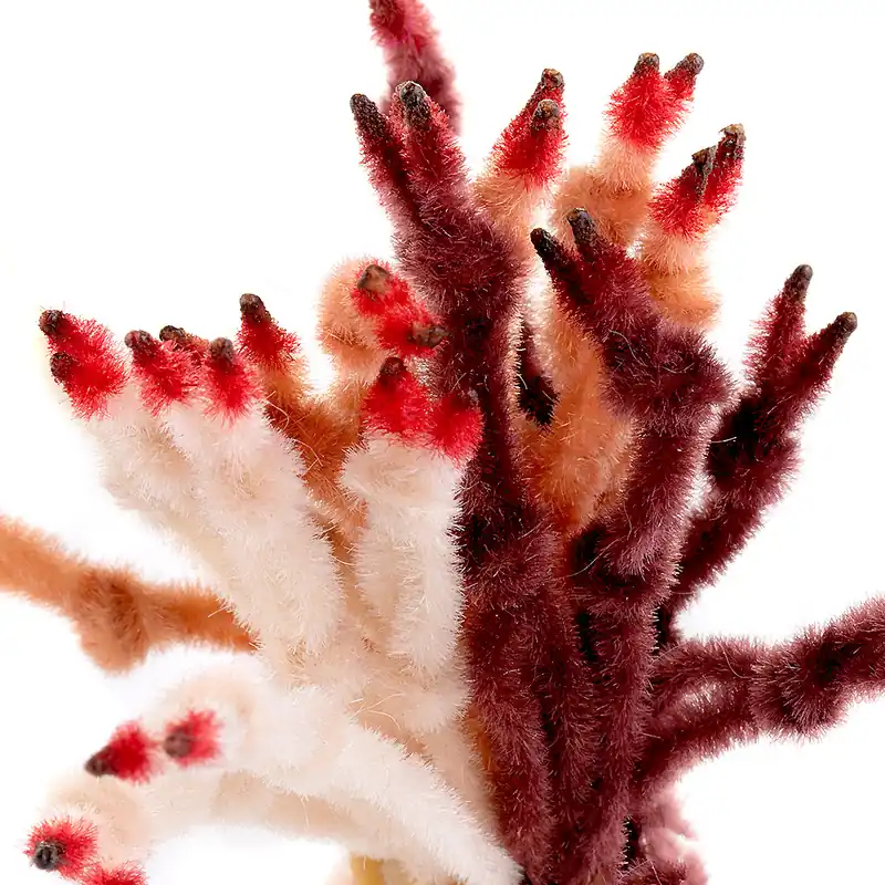 Enrico Puglisi EP Crab Claw-