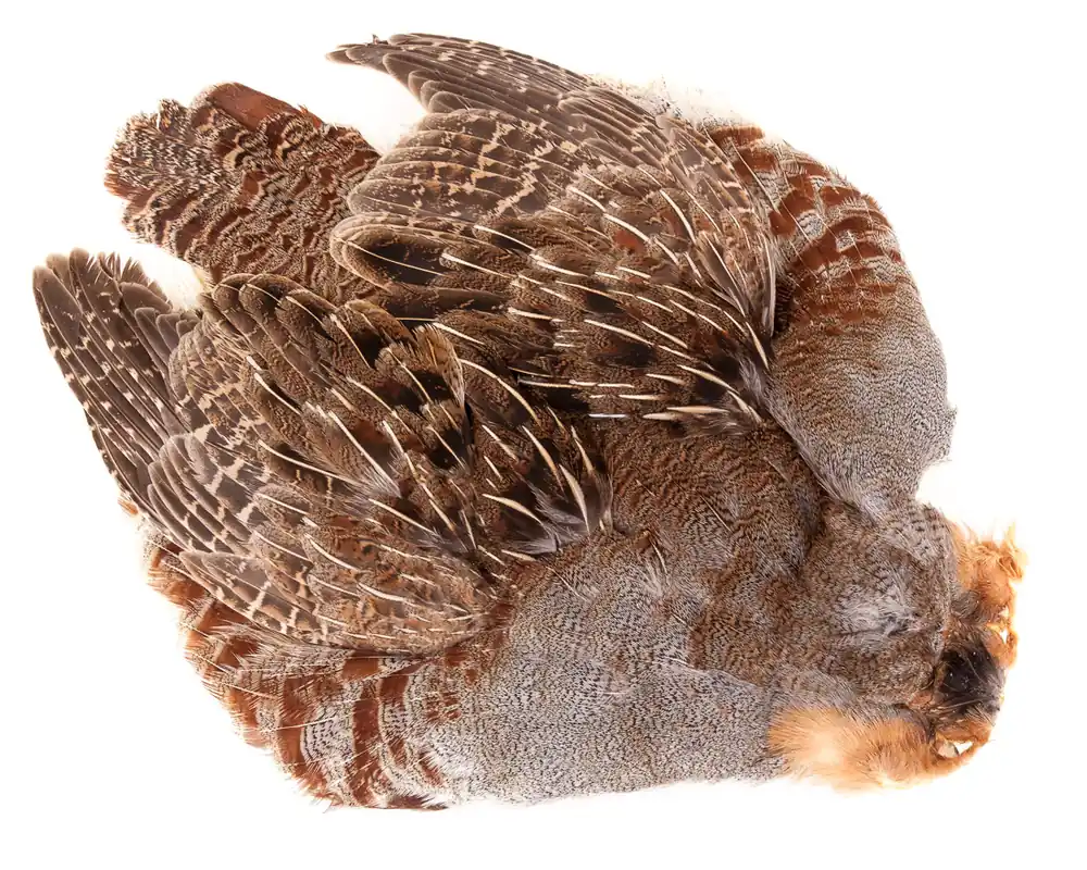 Hareline #1 Hungarian Partridge Skin Natural Rebhuhn Balg-
