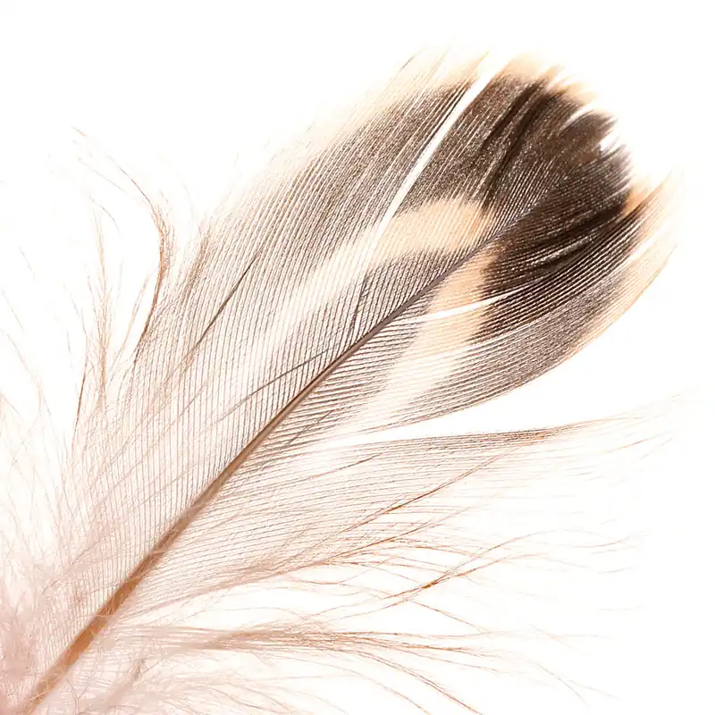 Soldarini Mallard Hen Flank Federn-