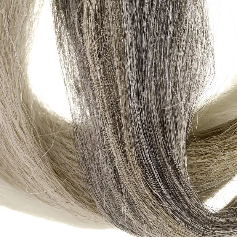 Dutch Pike Hair-