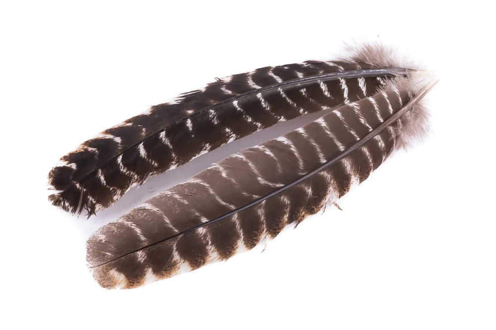 Hareline Ozark Oak Mottled Turkey Quills - Truthahn-