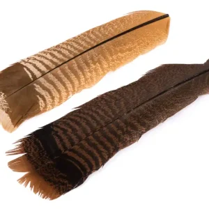 Wapsi Ozark Turkey Tail Cinnamon Tip Truthahn Flügelfeder TQT-