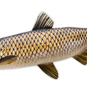 Fischkissen Kuscheltier Graskarpfen 105cm-