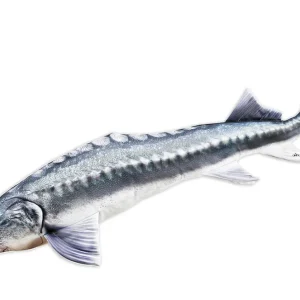 Fischkissen Kuscheltier Stör 140cm-