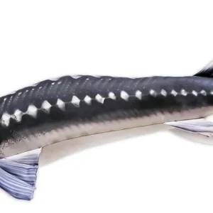 Fischkissen Kuscheltier Stör 125cm-
