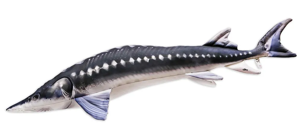 Fischkissen Kuscheltier Stör 125cm-